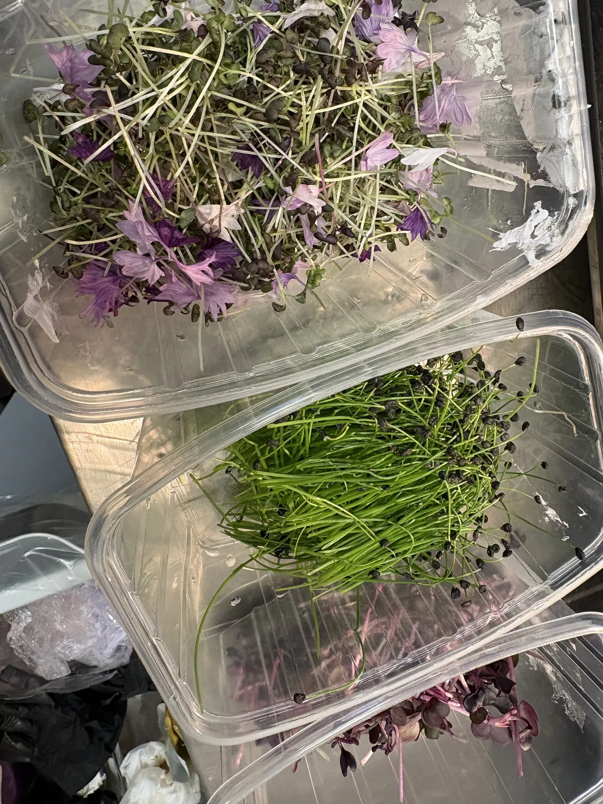 Friske spirer og blomster
